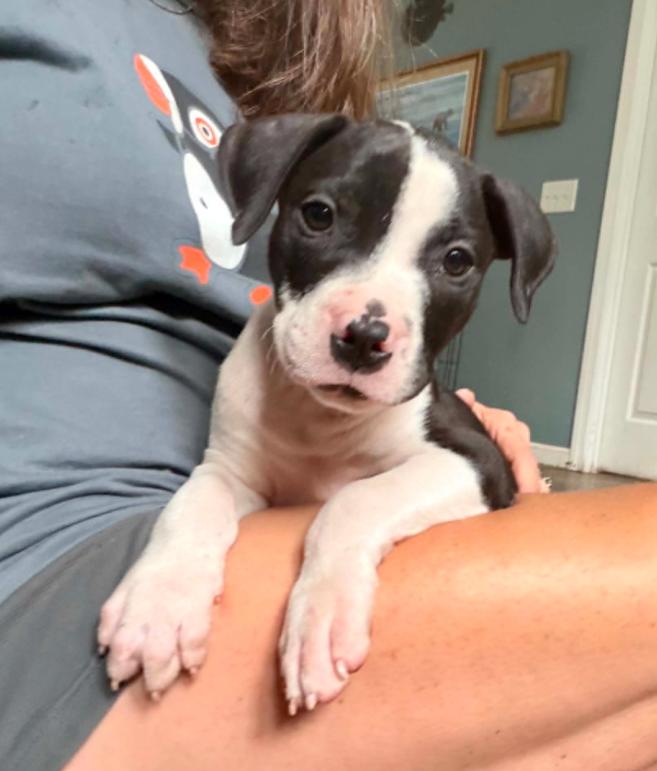 Goose, a ADOPTABLE mixed breed in Eutawville, SC image 2/6