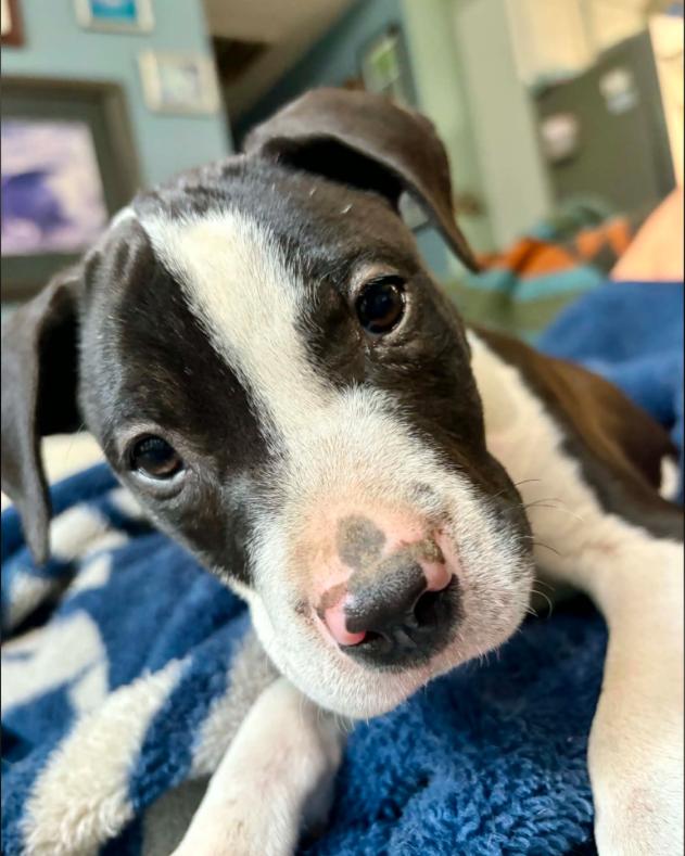 Goose, a ADOPTABLE mixed breed in Eutawville, SC image 3/6