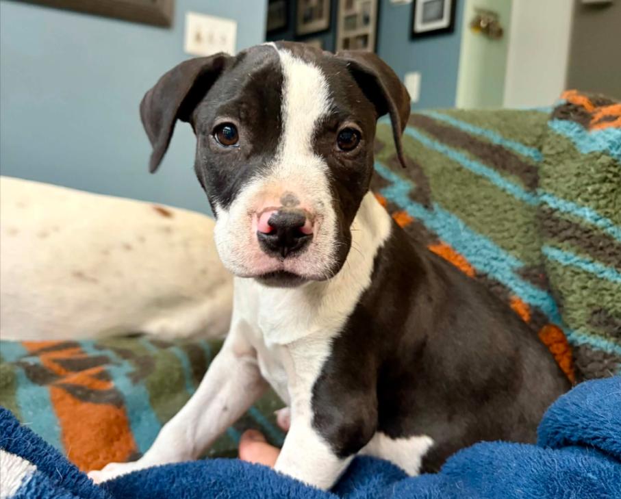 Goose, a ADOPTABLE mixed breed in Eutawville, SC image 1/6