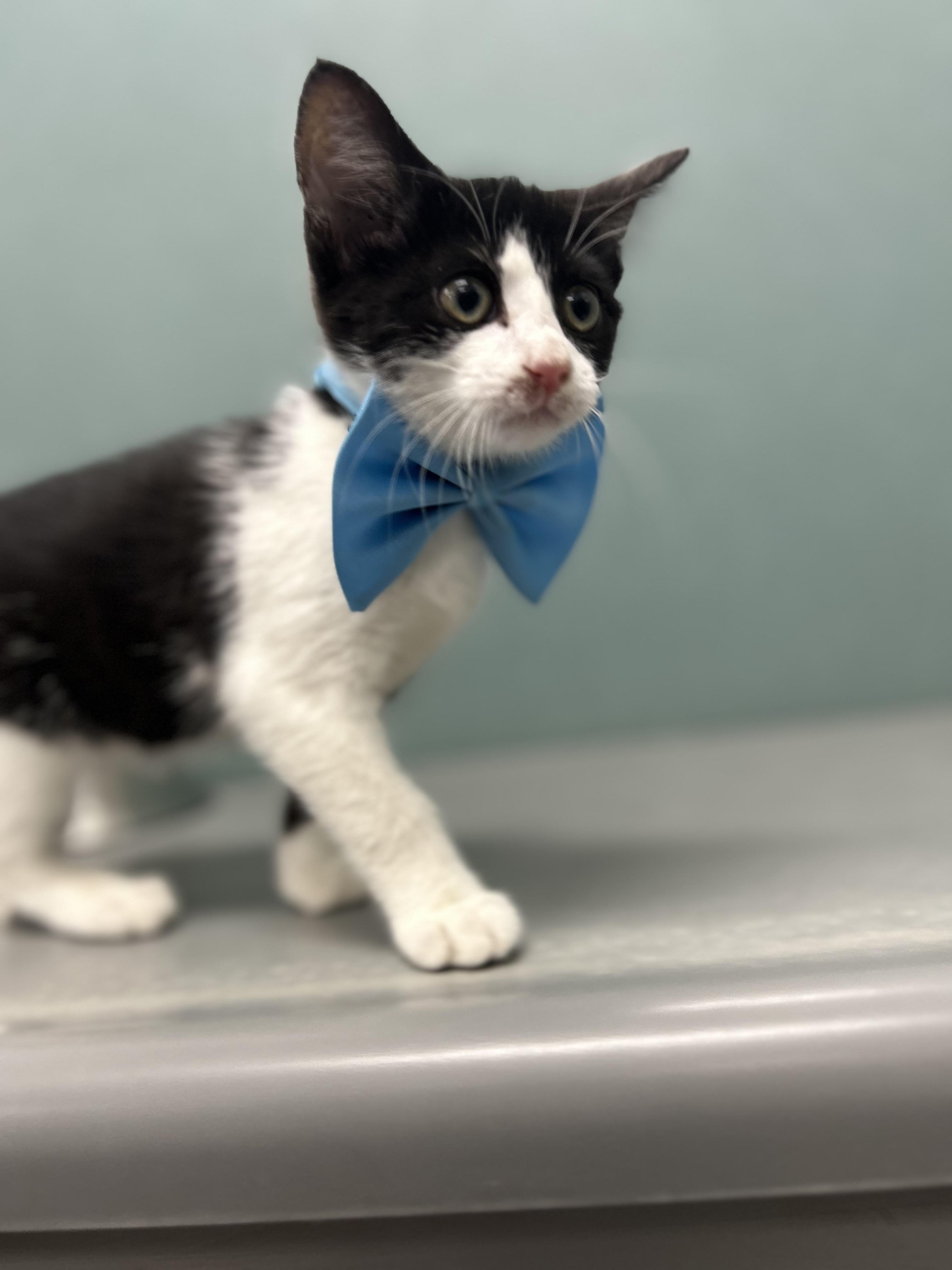 Enlarge Ghoulia, a ADOPTABLE Domestic Short Hair in Bardstown, KY image 2/3