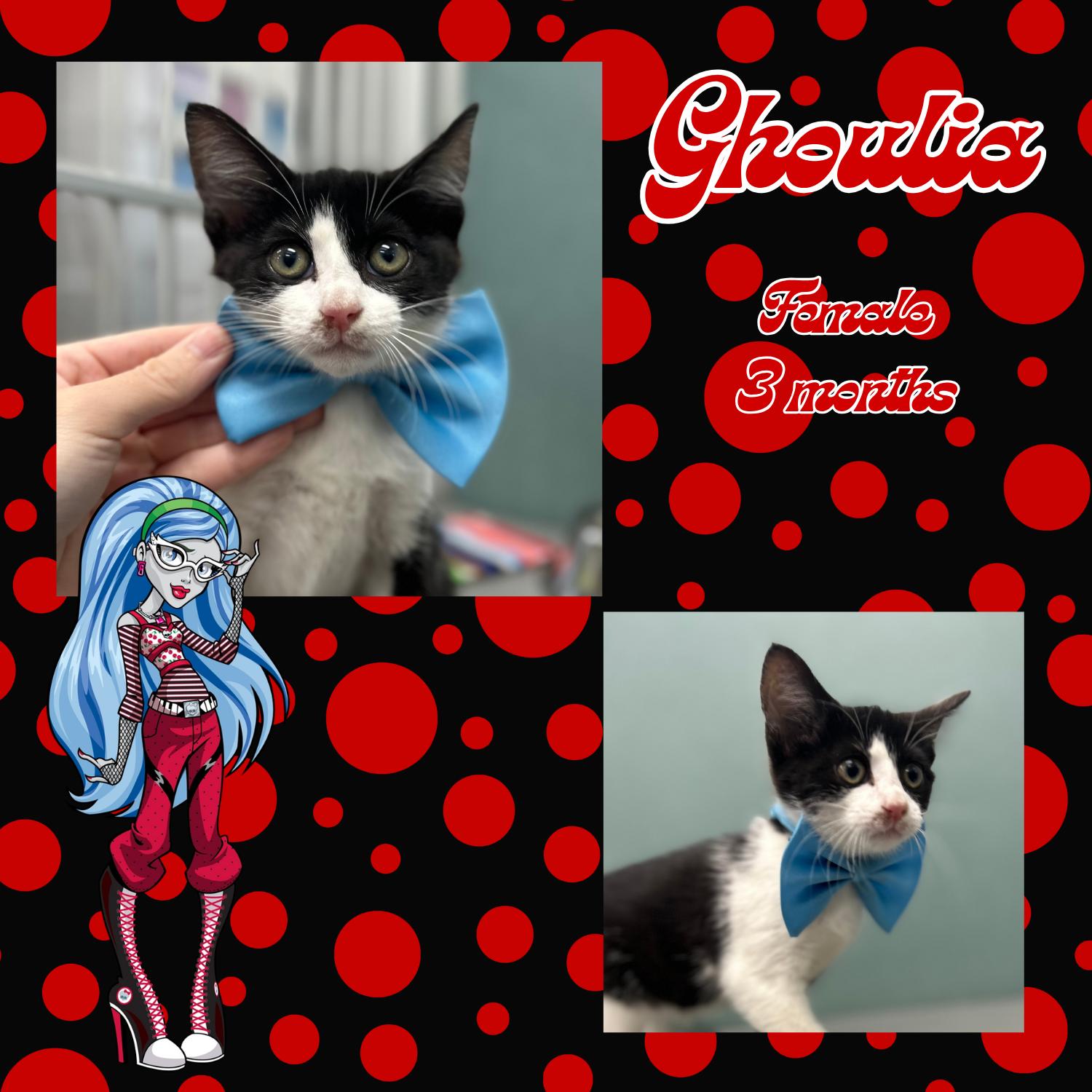 Enlarge Ghoulia, a ADOPTABLE Domestic Short Hair in Bardstown, KY image 3/3
