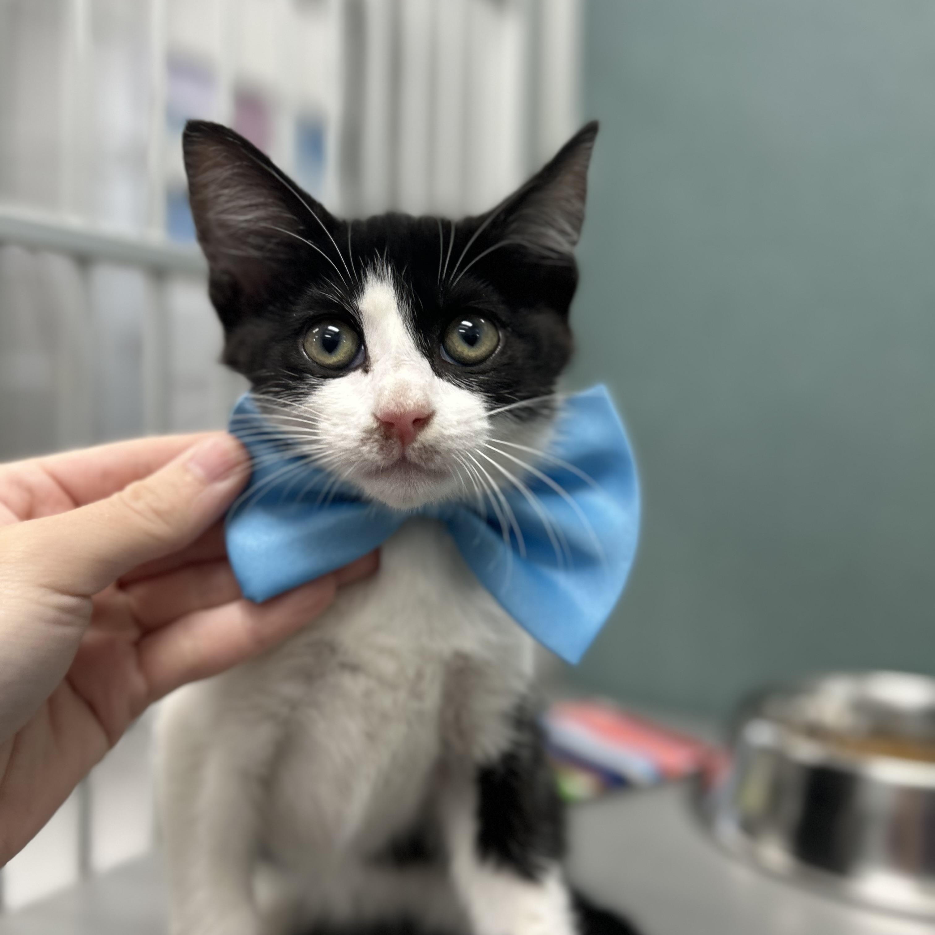 Enlarge Ghoulia, a ADOPTABLE Domestic Short Hair in Bardstown, KY image 1/3