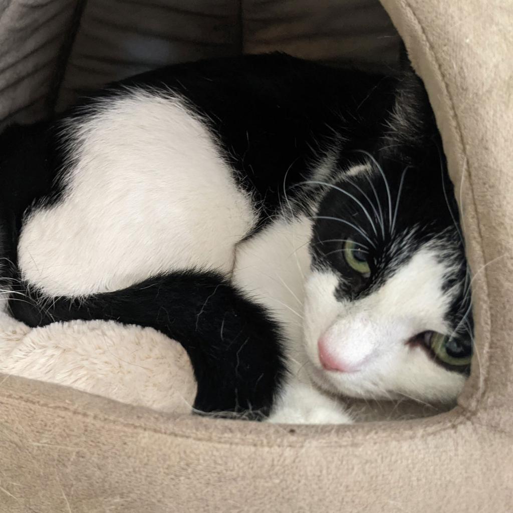 Dice, Adoptable, Senior Male Domestic Short Hair.