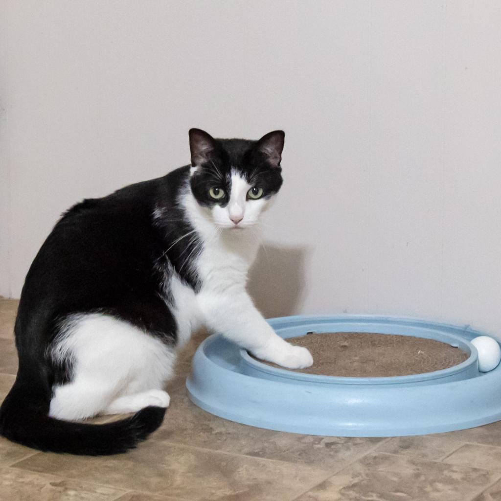 Enlarge Dice, a Adoptable Domestic Short Hair in McKean, PA image 2/4