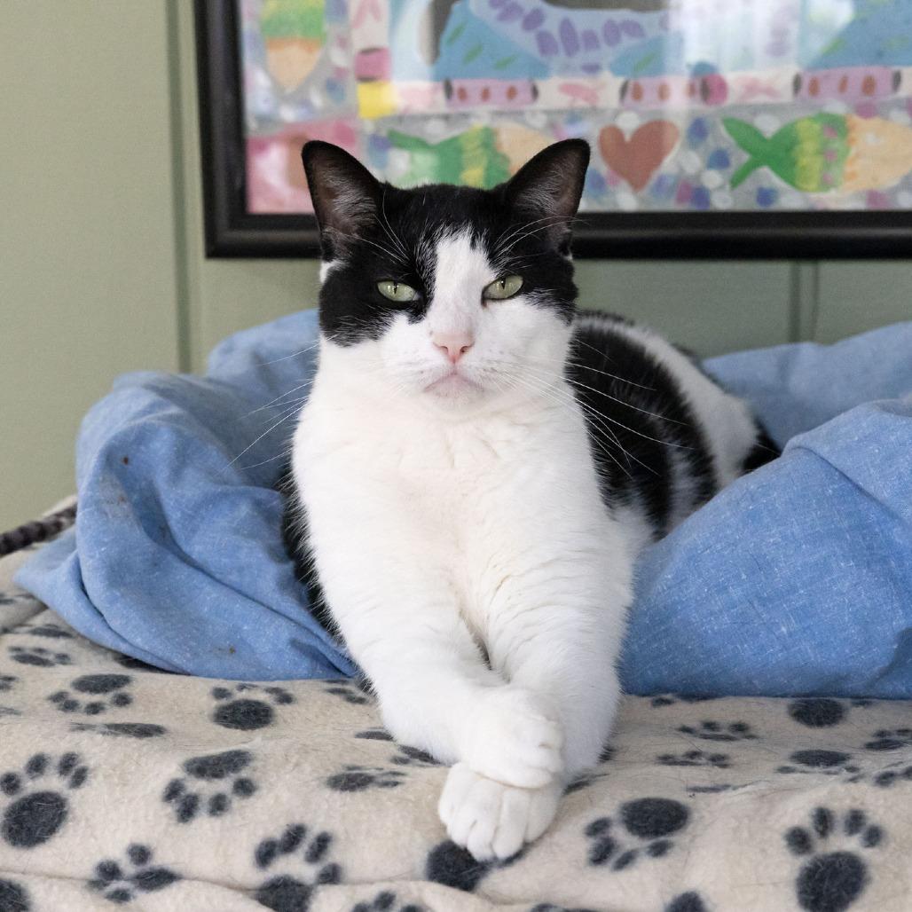 Enlarge Dice, a Adoptable Domestic Short Hair in McKean, PA image 3/4