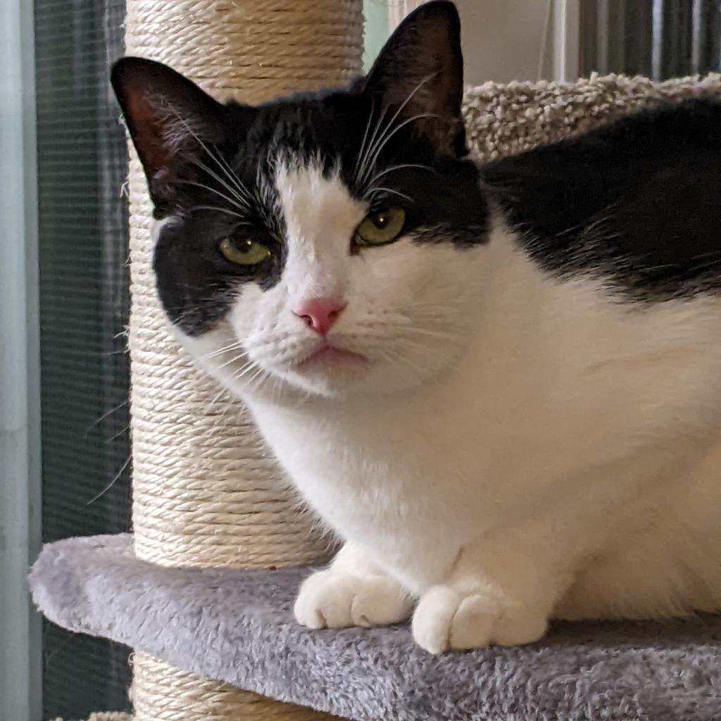 Enlarge Dice, a Adoptable Domestic Short Hair in McKean, PA image 4/4