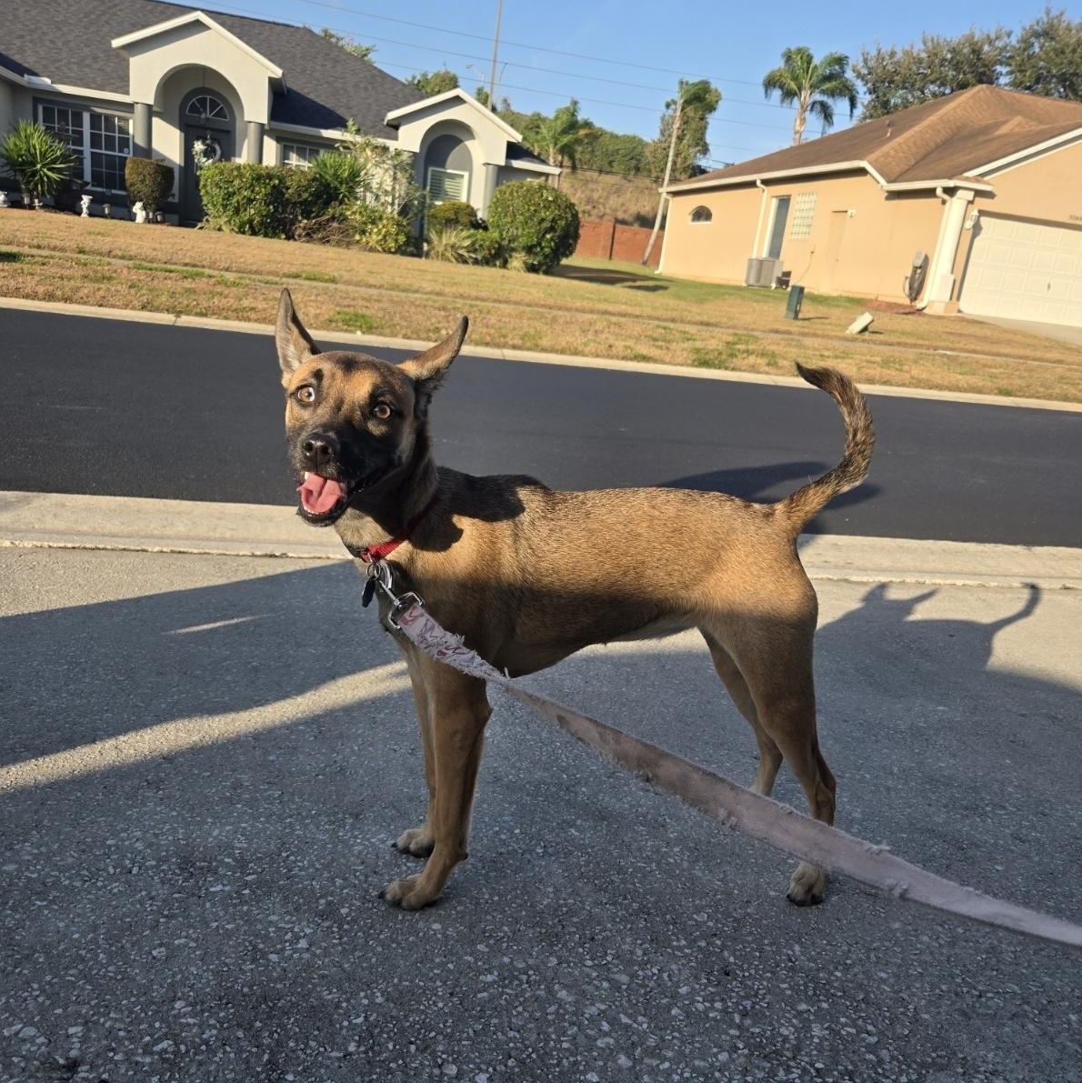 Daisy, an adoptable mixed breed in Orlando, FL image 3/6