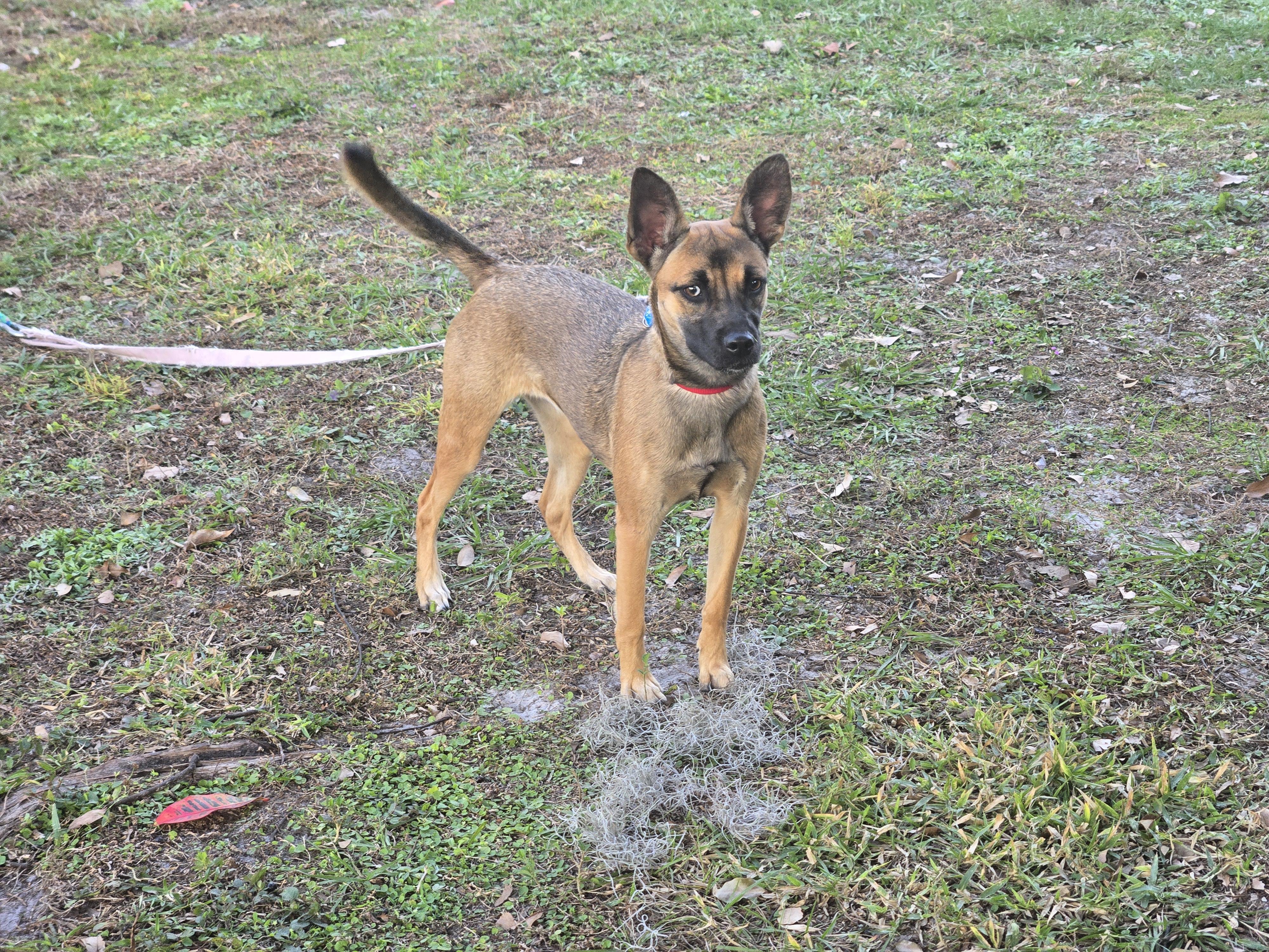 Enlarge Daisy, an adoptable mixed breed in Orlando, FL image 1/5