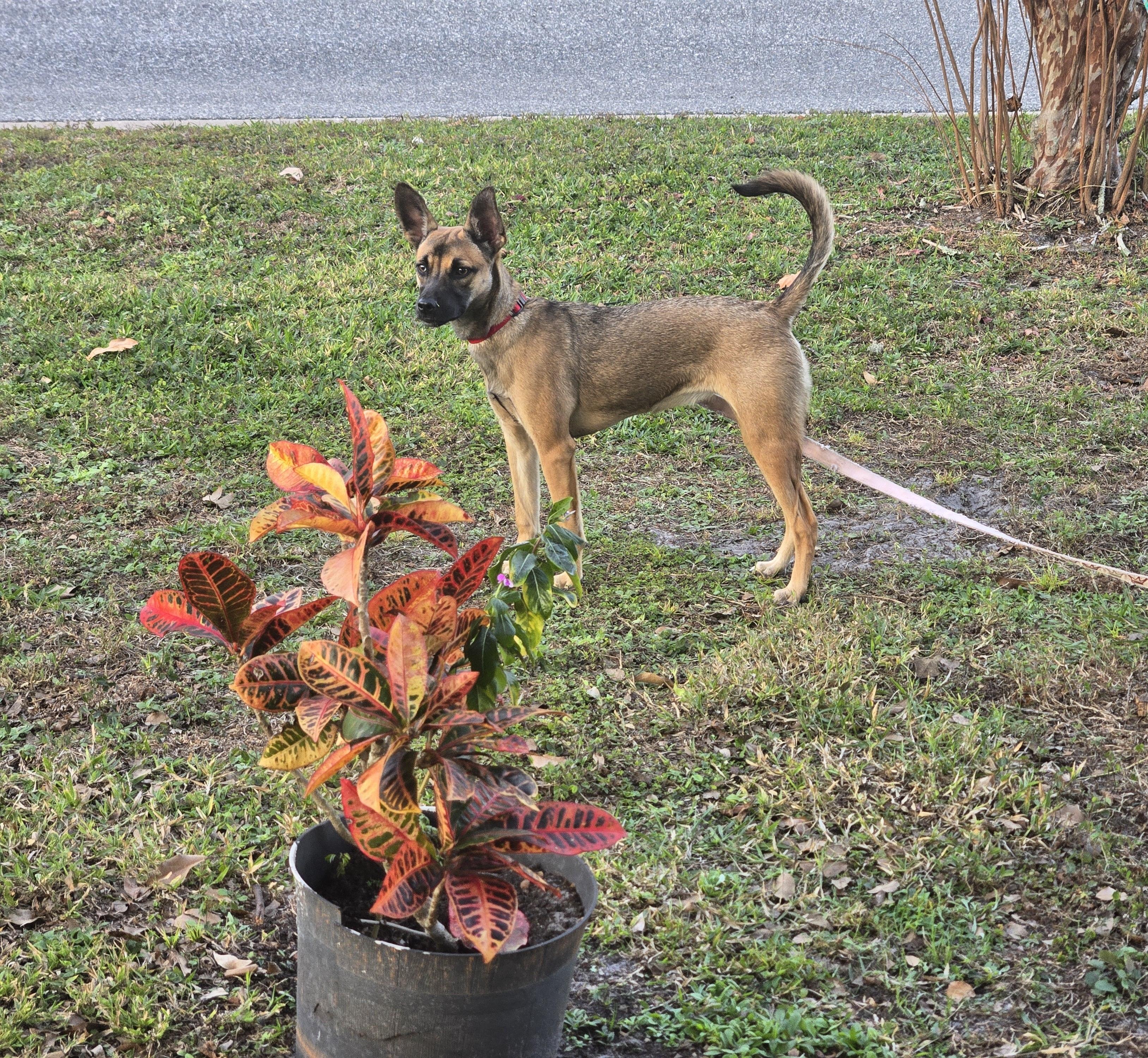 Enlarge Daisy, an adoptable mixed breed in Orlando, FL image 2/5