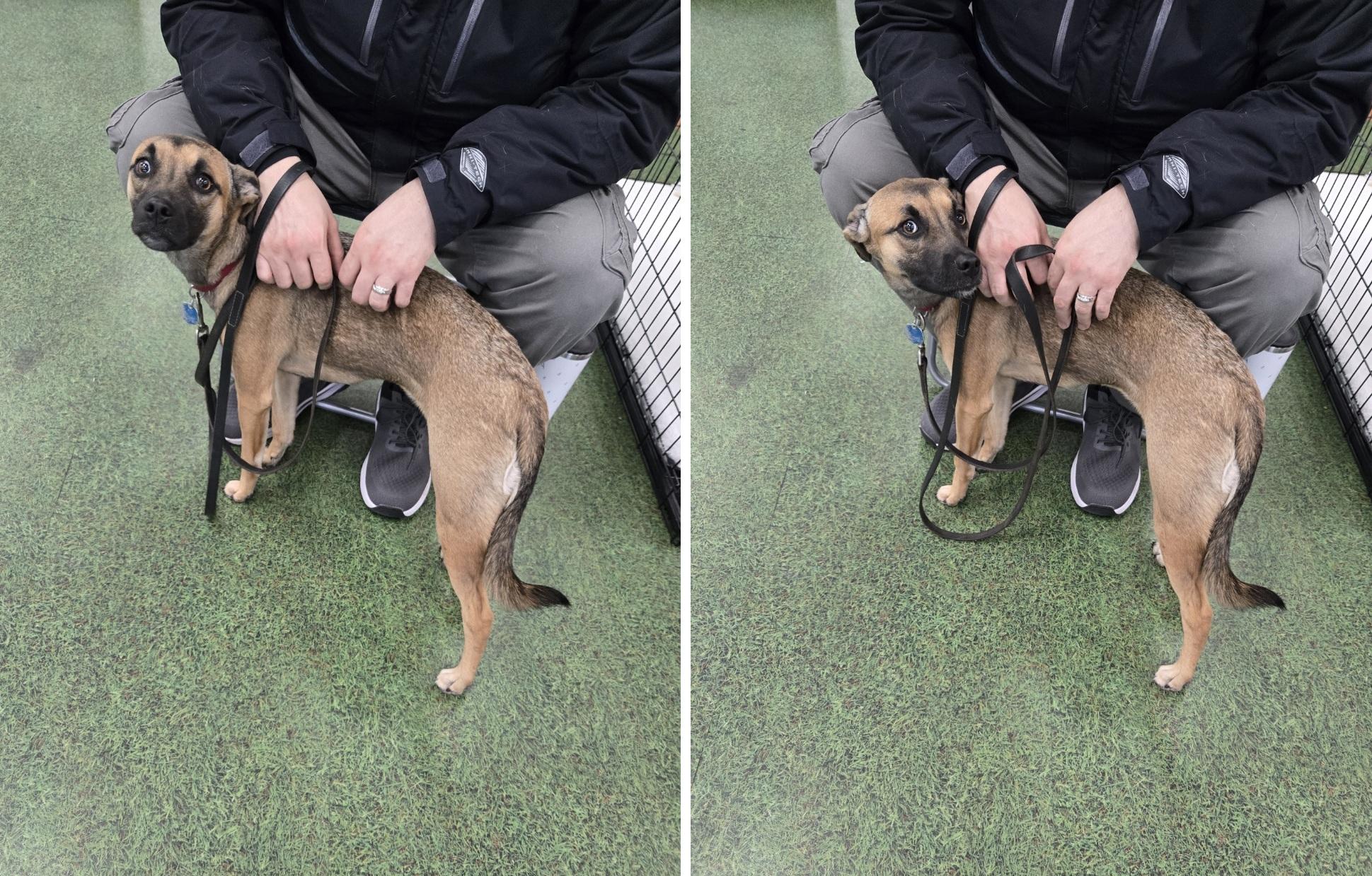 Daisy, an adoptable mixed breed in Orlando, FL image 2/6