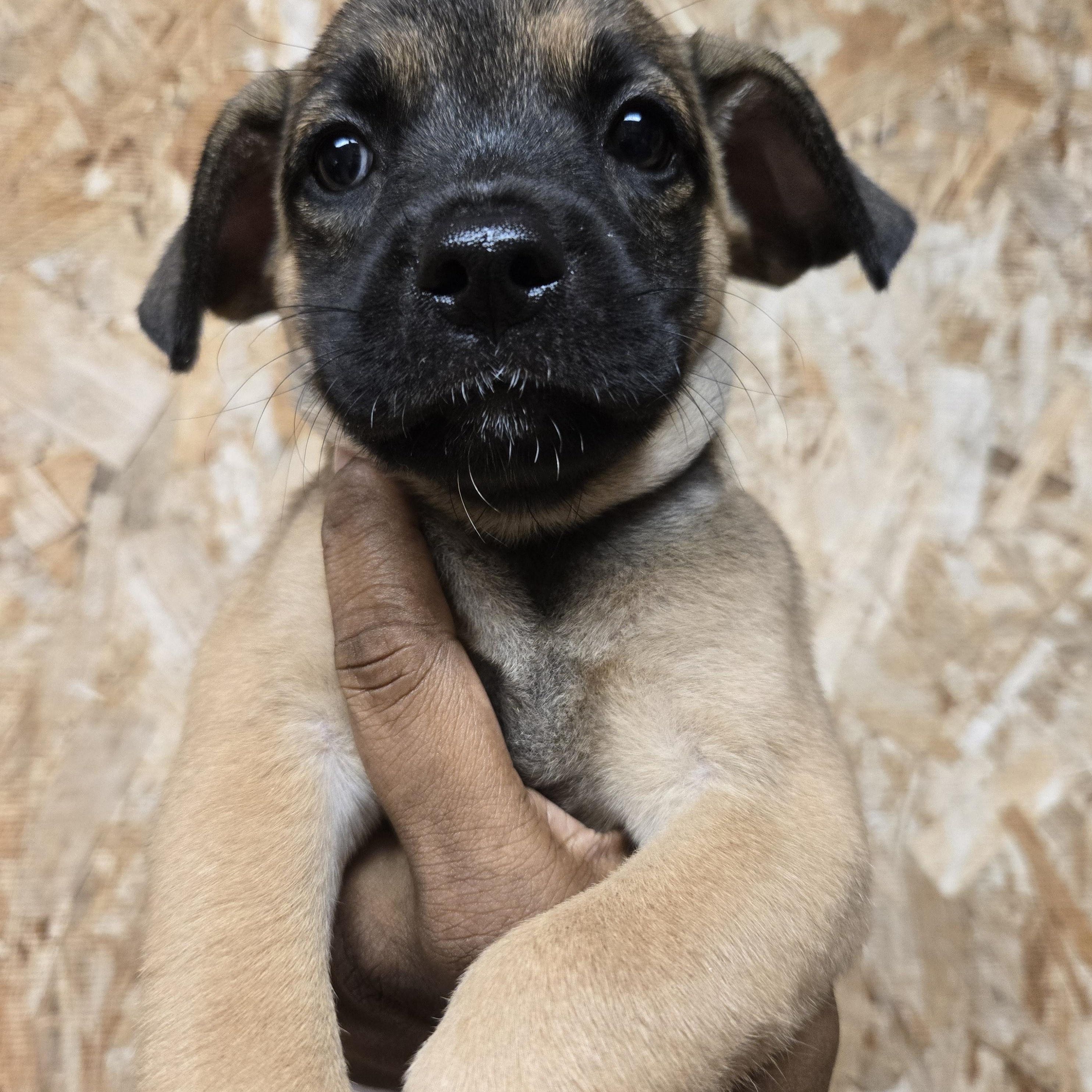 Enlarge Daisy, an adoptable mixed breed in Orlando, FL image 3/5