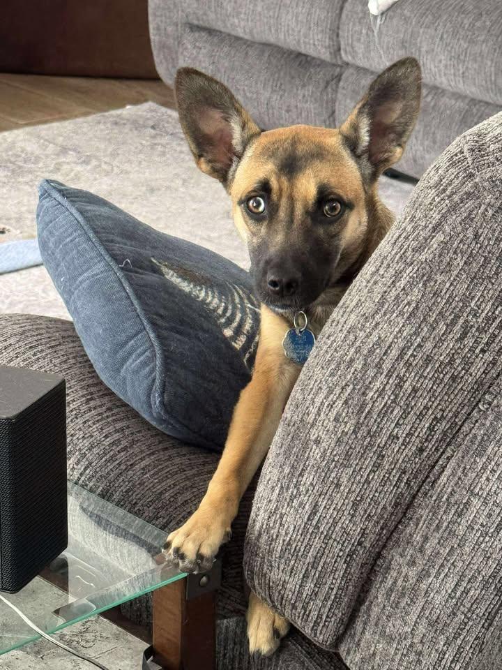 Daisy, an adoptable mixed breed in Orlando, FL image 1/6