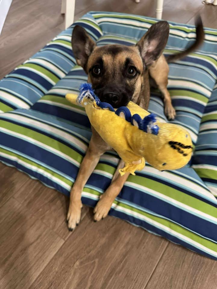 Daisy, an adoptable mixed breed in Orlando, FL image 4/6