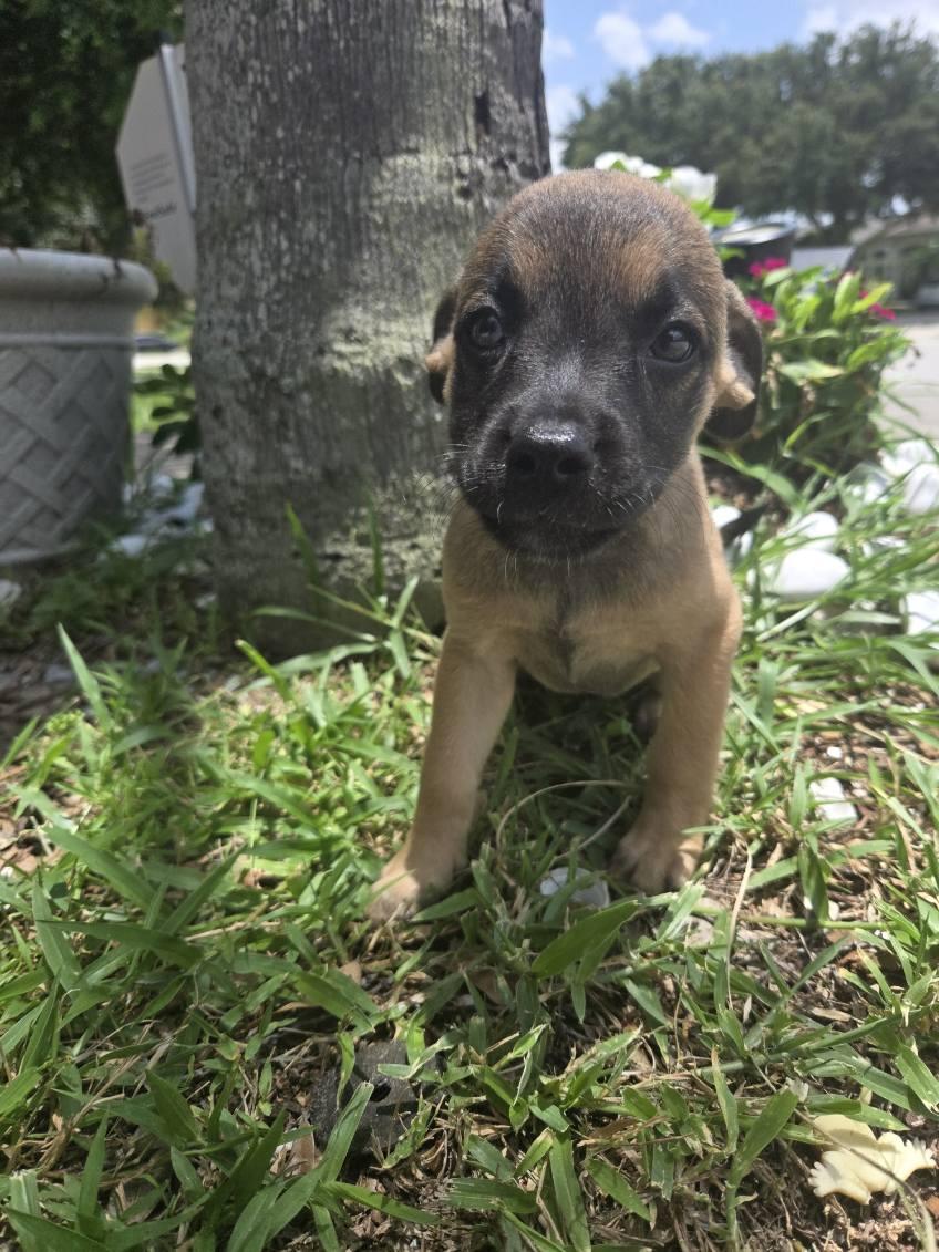 Enlarge Daisy, an adoptable mixed breed in Orlando, FL image 5/5