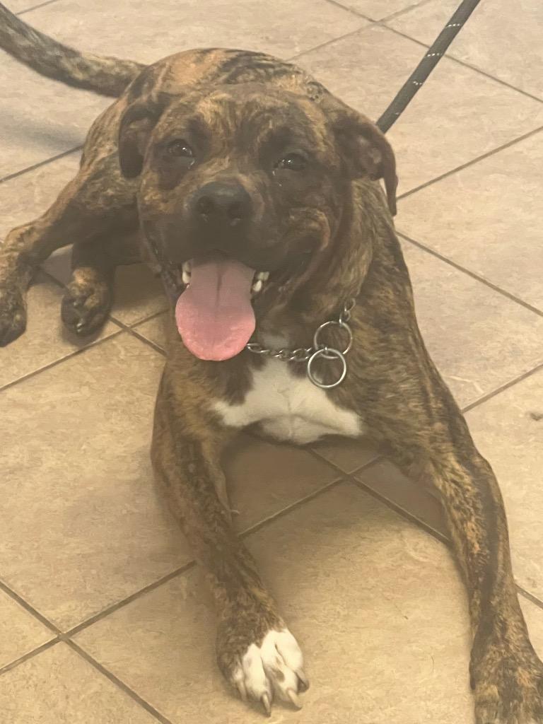 Enlarge Hank, a Adoptable mixed breed in Marion, OH image 1/3