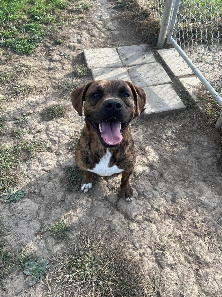 Enlarge Hank, a Adoptable mixed breed in Marion, OH image 3/3