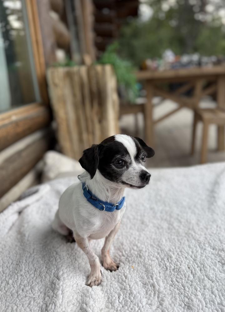 Enlarge Oreo, a Adoptable Chihuahua in Golden, CO image 1/5