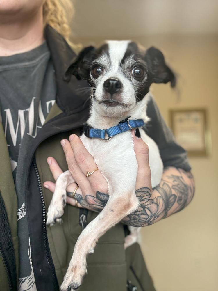 Enlarge Oreo, a Adoptable Chihuahua in Golden, CO image 2/5