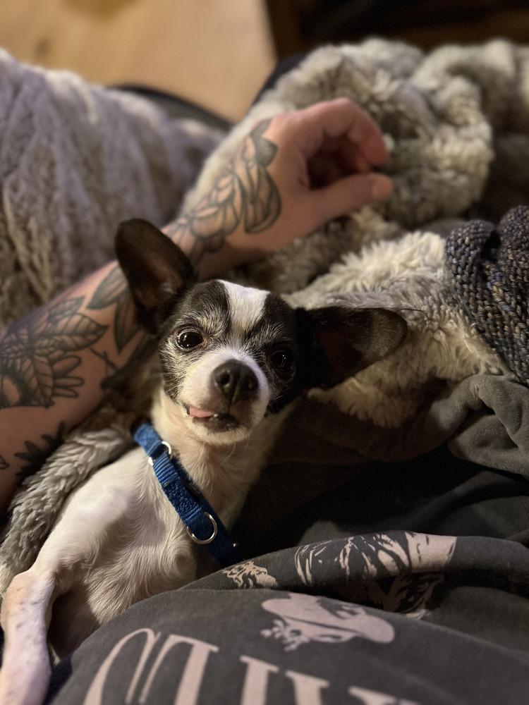 Enlarge Oreo, a Adoptable Chihuahua in Golden, CO image 3/5