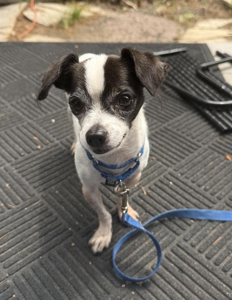 Enlarge Oreo, a Adoptable Chihuahua in Golden, CO image 4/5