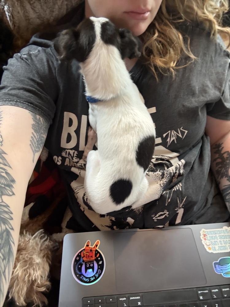 Enlarge Oreo, a Adoptable Chihuahua in Golden, CO image 5/5