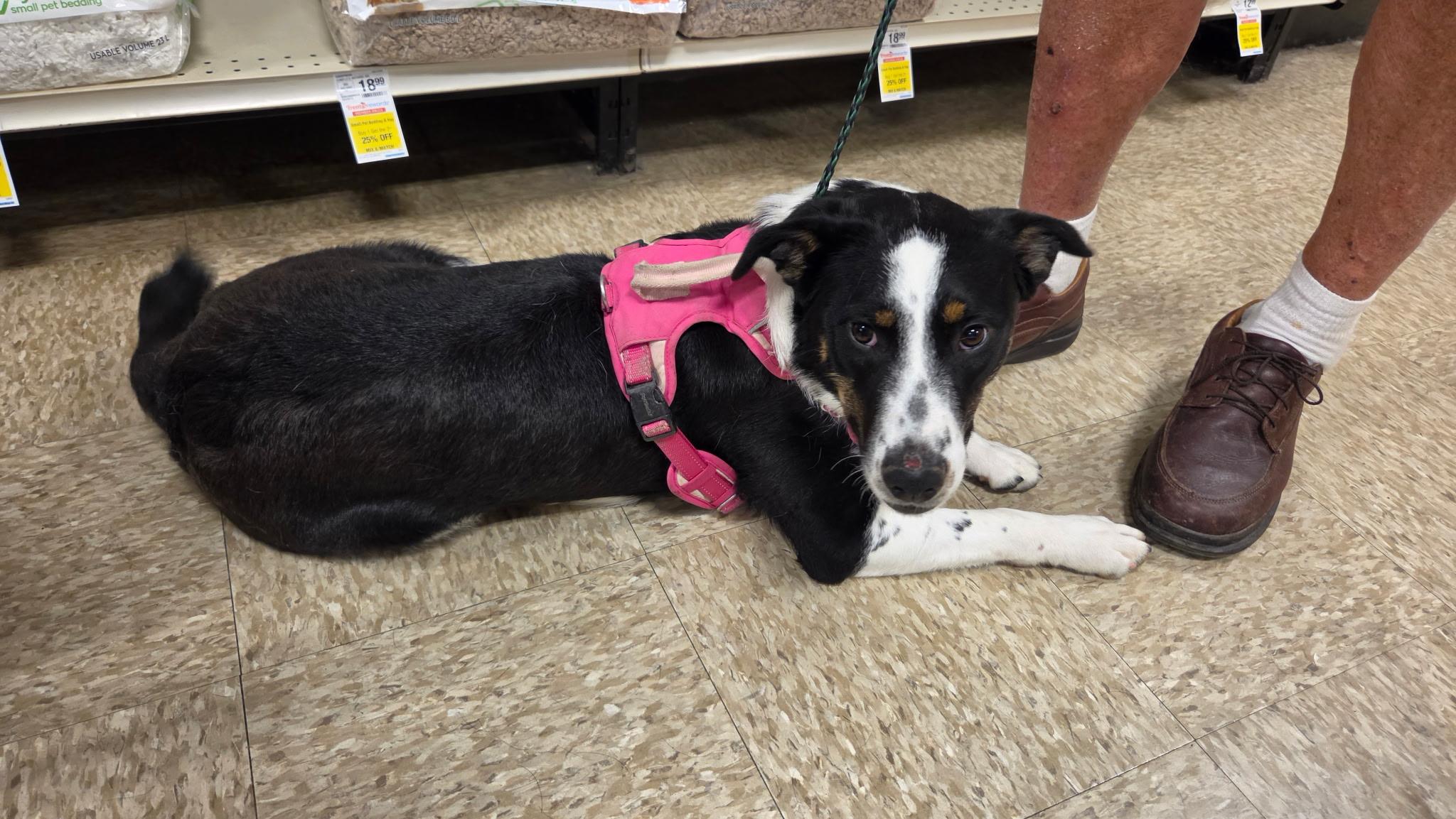 Enlarge Bella, a ADOPTABLE Australian Cattle Dog / Blue Heeler in Lonedell, MO image 2/2