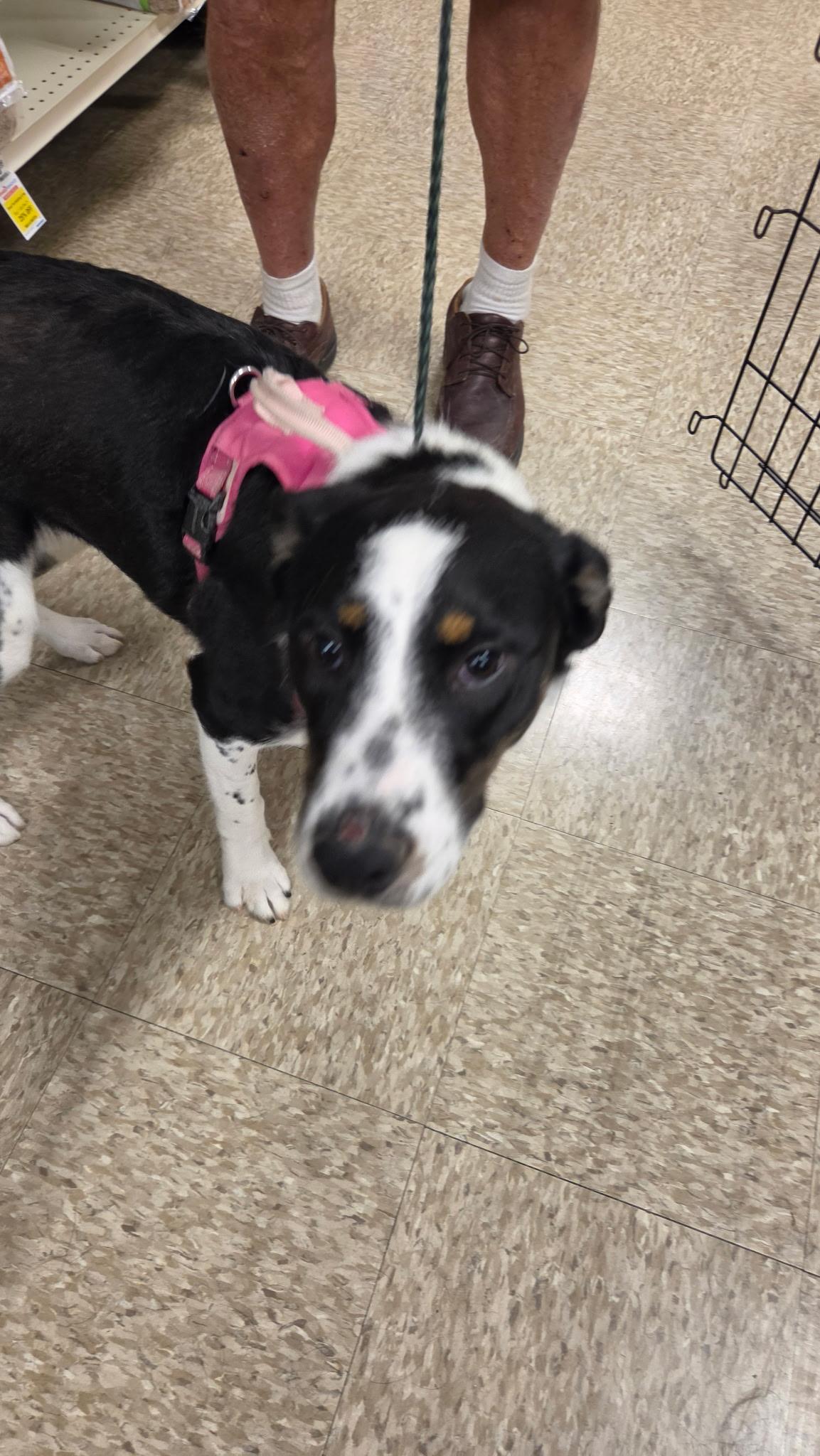Bella, ADOPTABLE, Young Female Australian Cattle Dog / Blue Heeler.