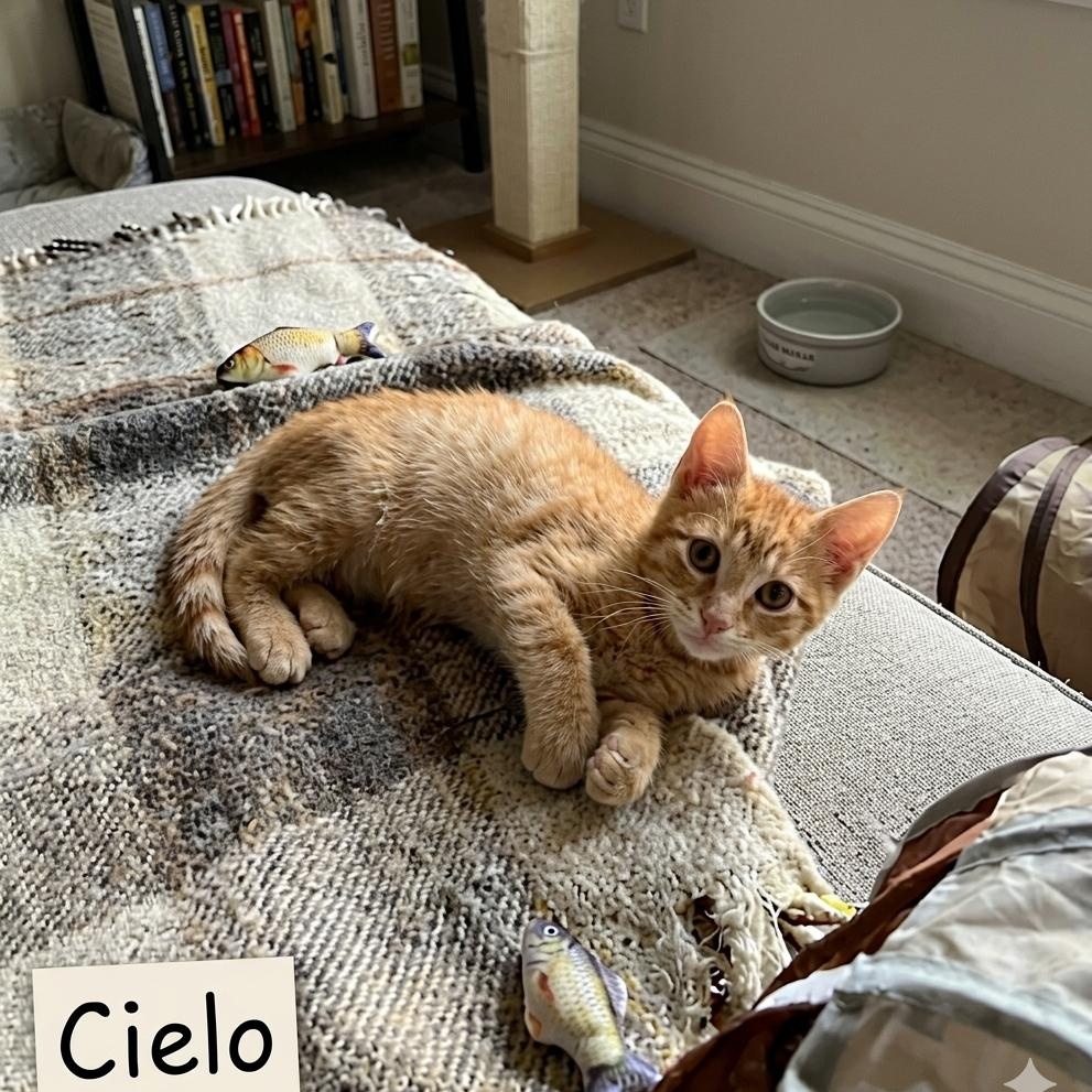 Cielo, an adopted Tabby in Westland, MI image 1/3