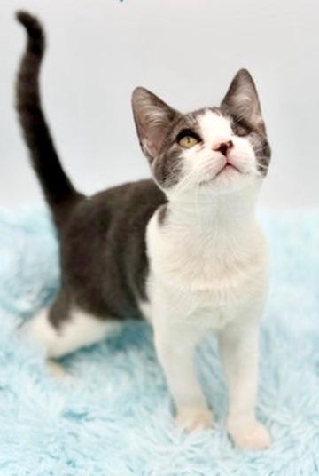 Enlarge Lyle, a Adoptable Domestic Short Hair in Covington, LA image 4/6
