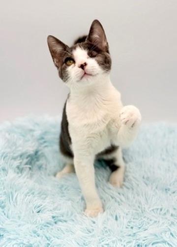 Lyle, Adoptable, Kitten Male Domestic Short Hair.