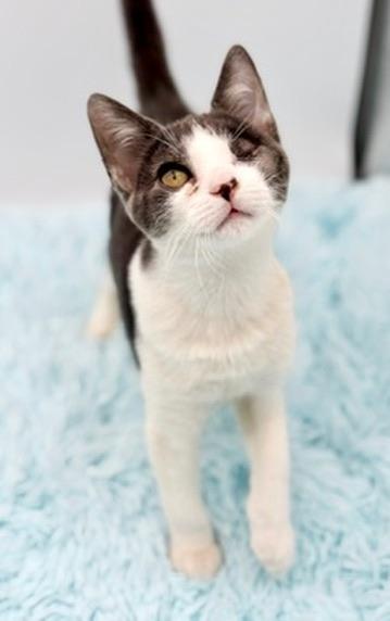 Enlarge Lyle, a Adoptable Domestic Short Hair in Covington, LA image 5/6