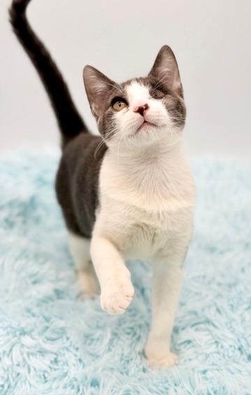 Enlarge Lyle, a Adoptable Domestic Short Hair in Covington, LA image 3/6