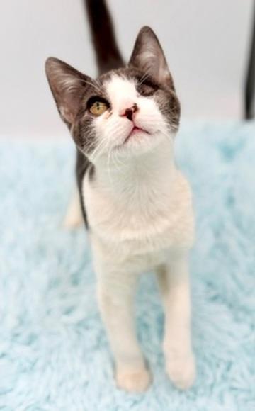 Enlarge Lyle, a Adoptable Domestic Short Hair in Covington, LA image 6/6