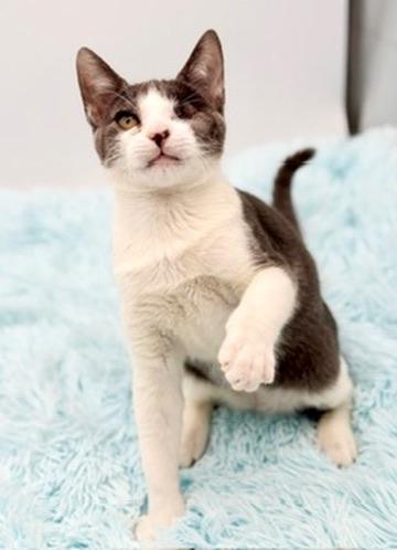 Enlarge Lyle, a Adoptable Domestic Short Hair in Covington, LA image 2/6