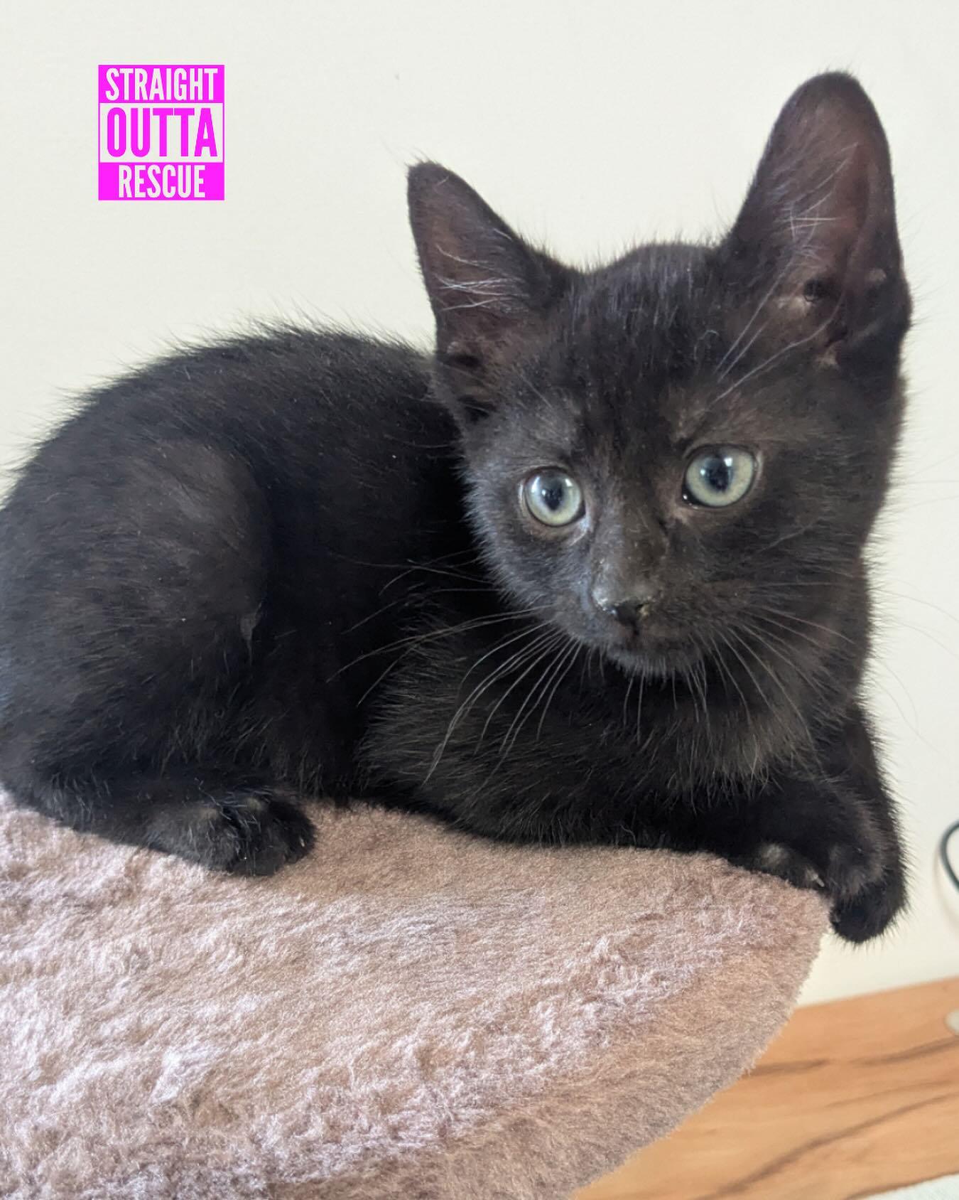 Igor, an adoptable Domestic Short Hair in Vancouver, BC, V6K 1P8 | Photo Image 1