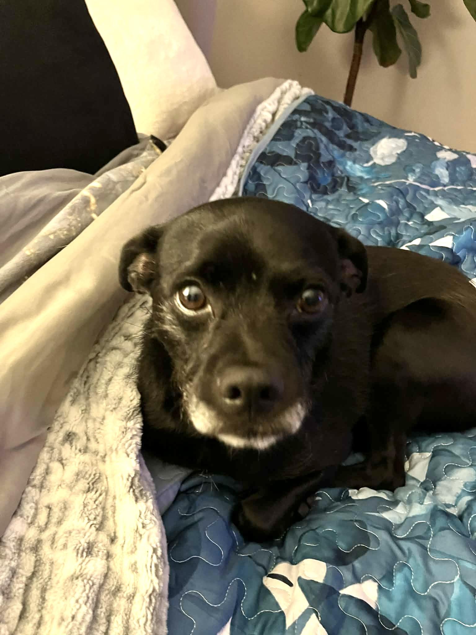 Enlarge Axl GCI Trained Graduate!!, an adopted mixed breed in Elyria, OH image 2/6