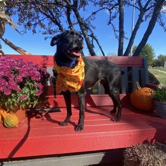 Enlarge Axl GCI Trained Graduate!!, an adoptable mixed breed in Elyria, OH image 3/5