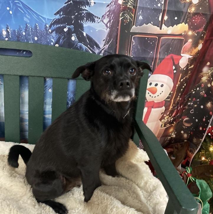 Axl GCI Trained Graduate!!, adoptable, Adult Male Schipperke.