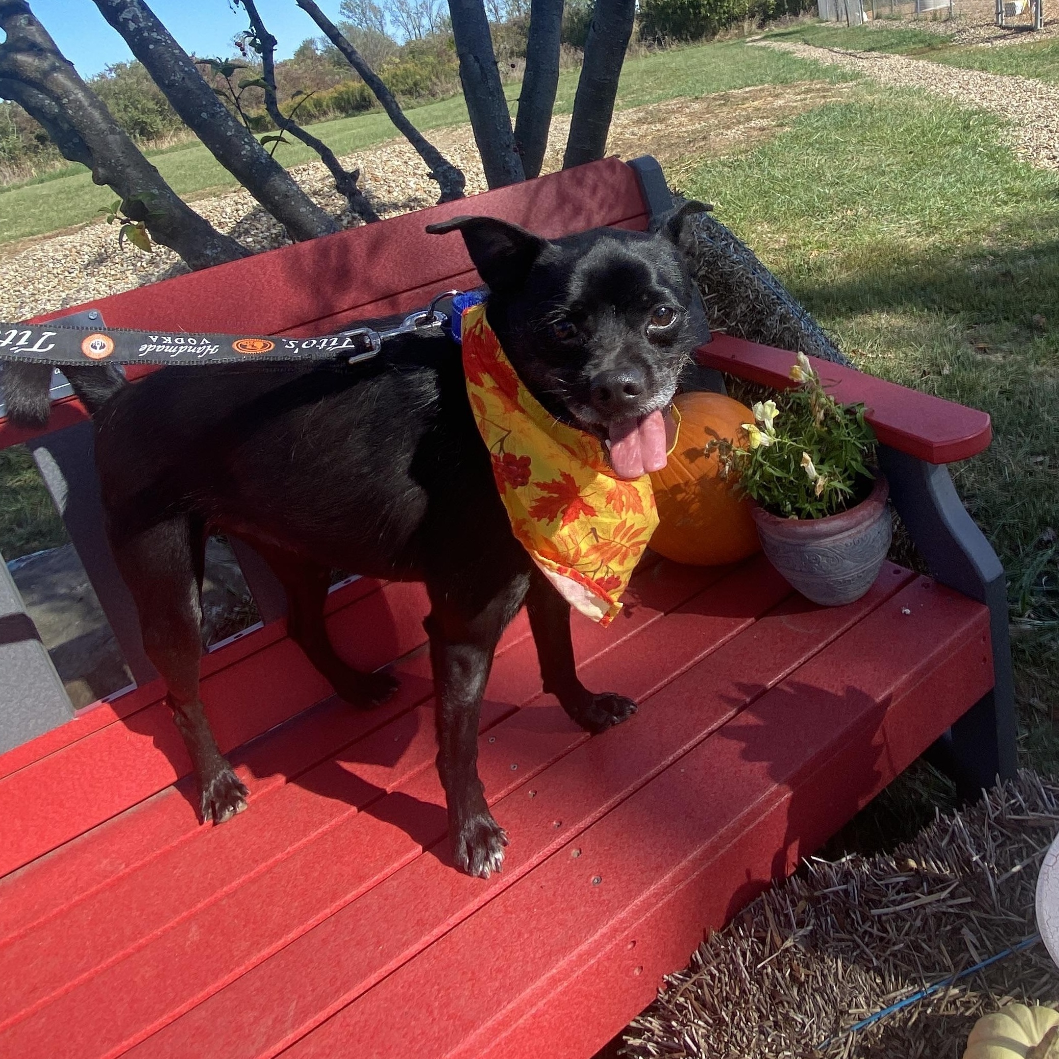 Enlarge Axl GCI Trained Graduate!!, an adoptable mixed breed in Elyria, OH image 4/5