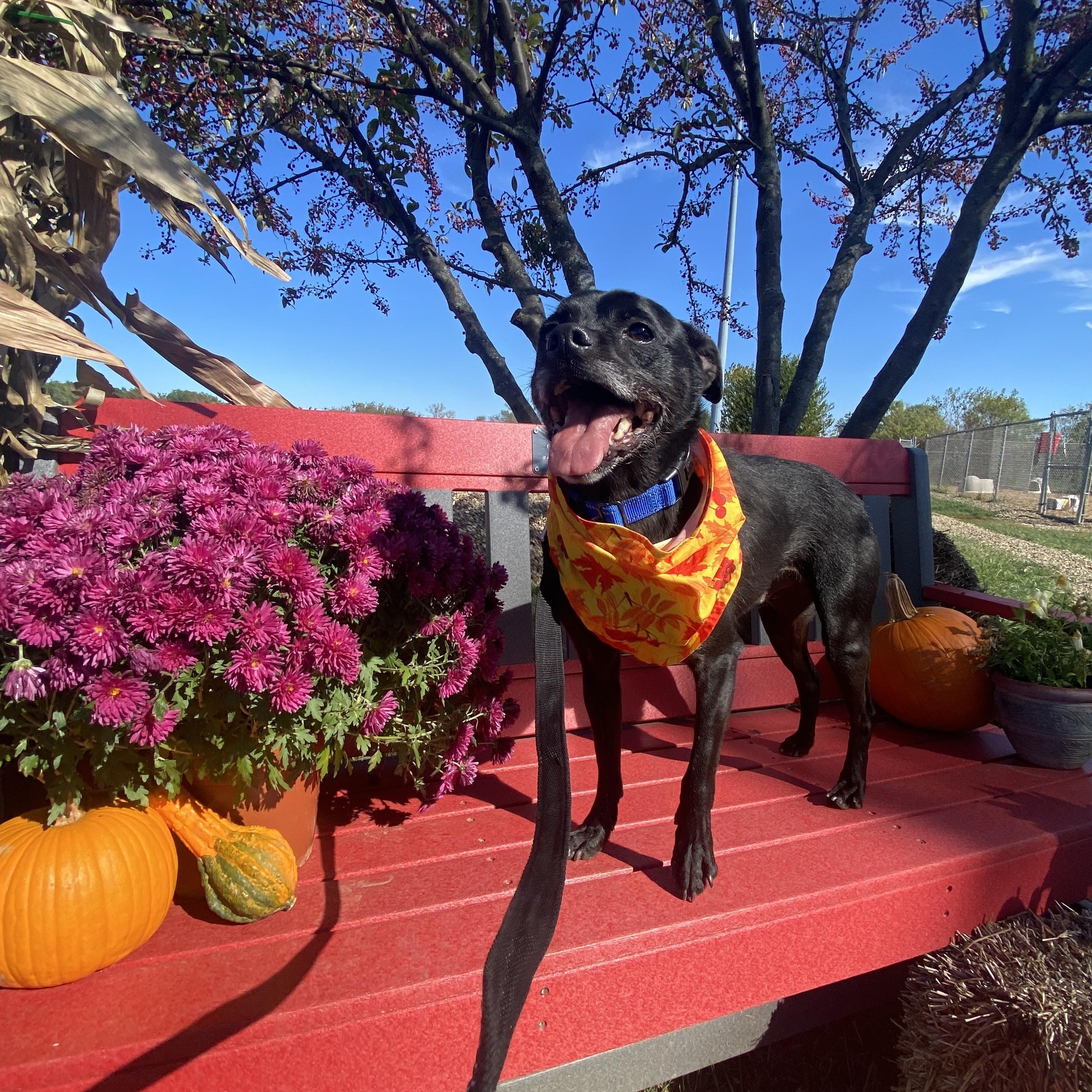 Enlarge Axl GCI Trained Graduate!!, an adoptable mixed breed in Elyria, OH image 5/5