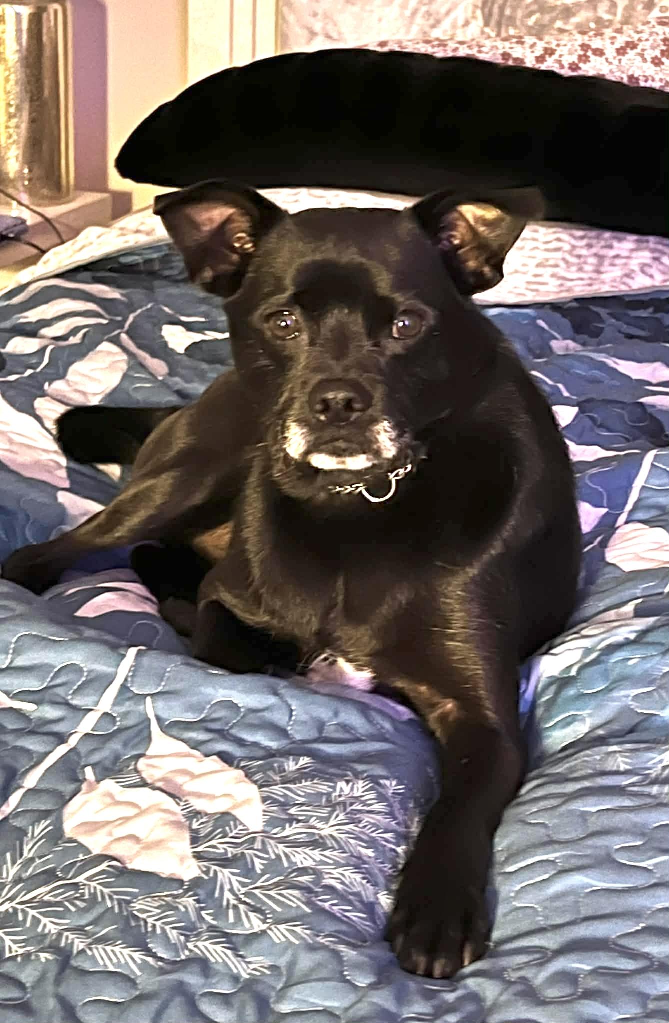 Enlarge Axl GCI Trained Graduate!!, an adopted mixed breed in Elyria, OH image 6/6