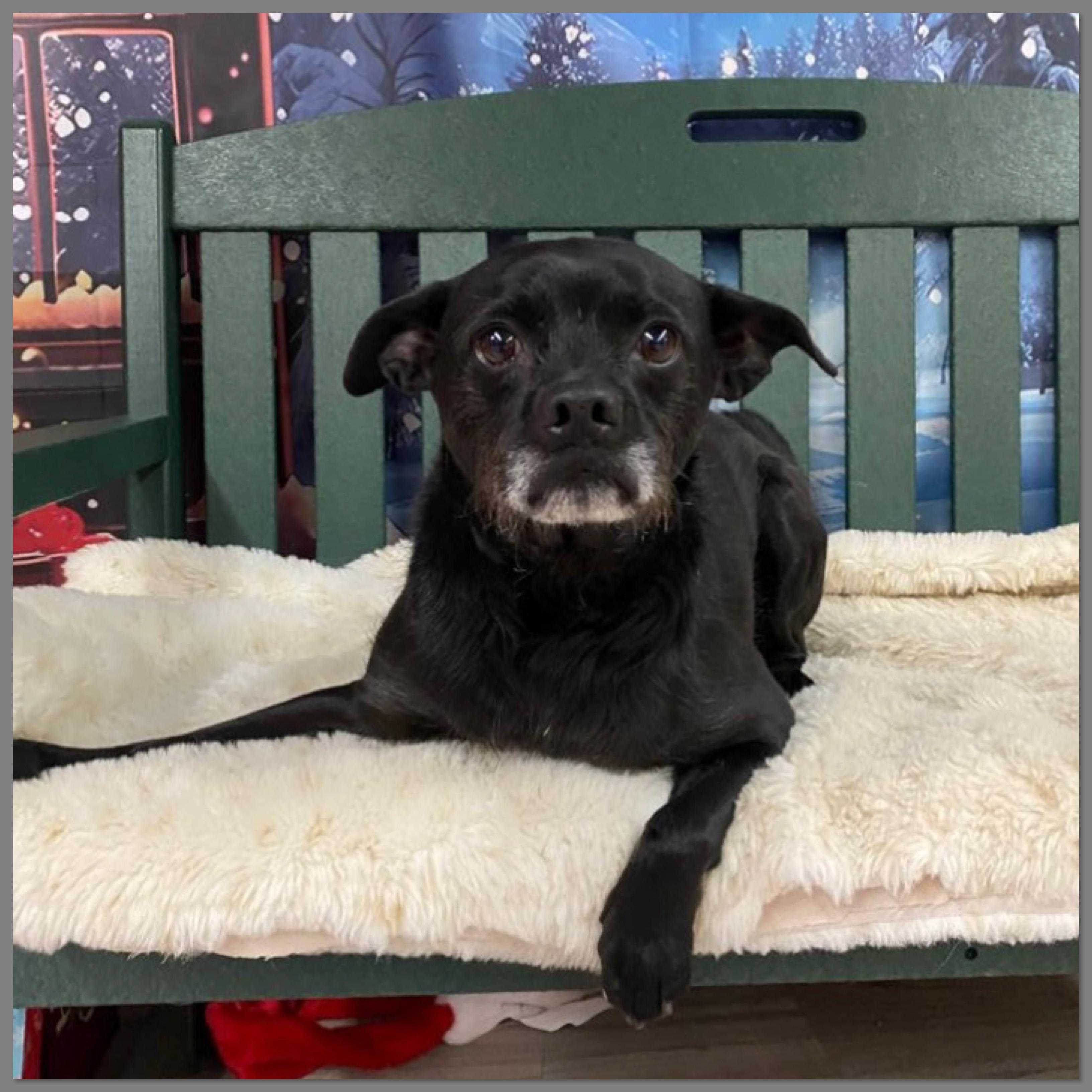 Enlarge Axl GCI Trained Graduate!!, an adoptable mixed breed in Elyria, OH image 2/5