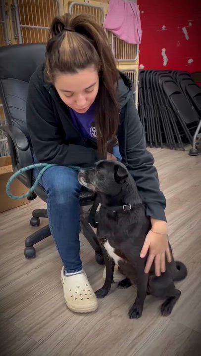 Enlarge Axl GCI Trained Graduate!!, an adopted mixed breed in Elyria, OH video 5/6