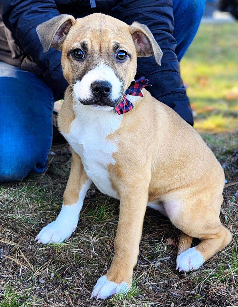 Andie, an adoptable Mixed Breed in Cheboygan, MI, 49721 | Photo Image 3