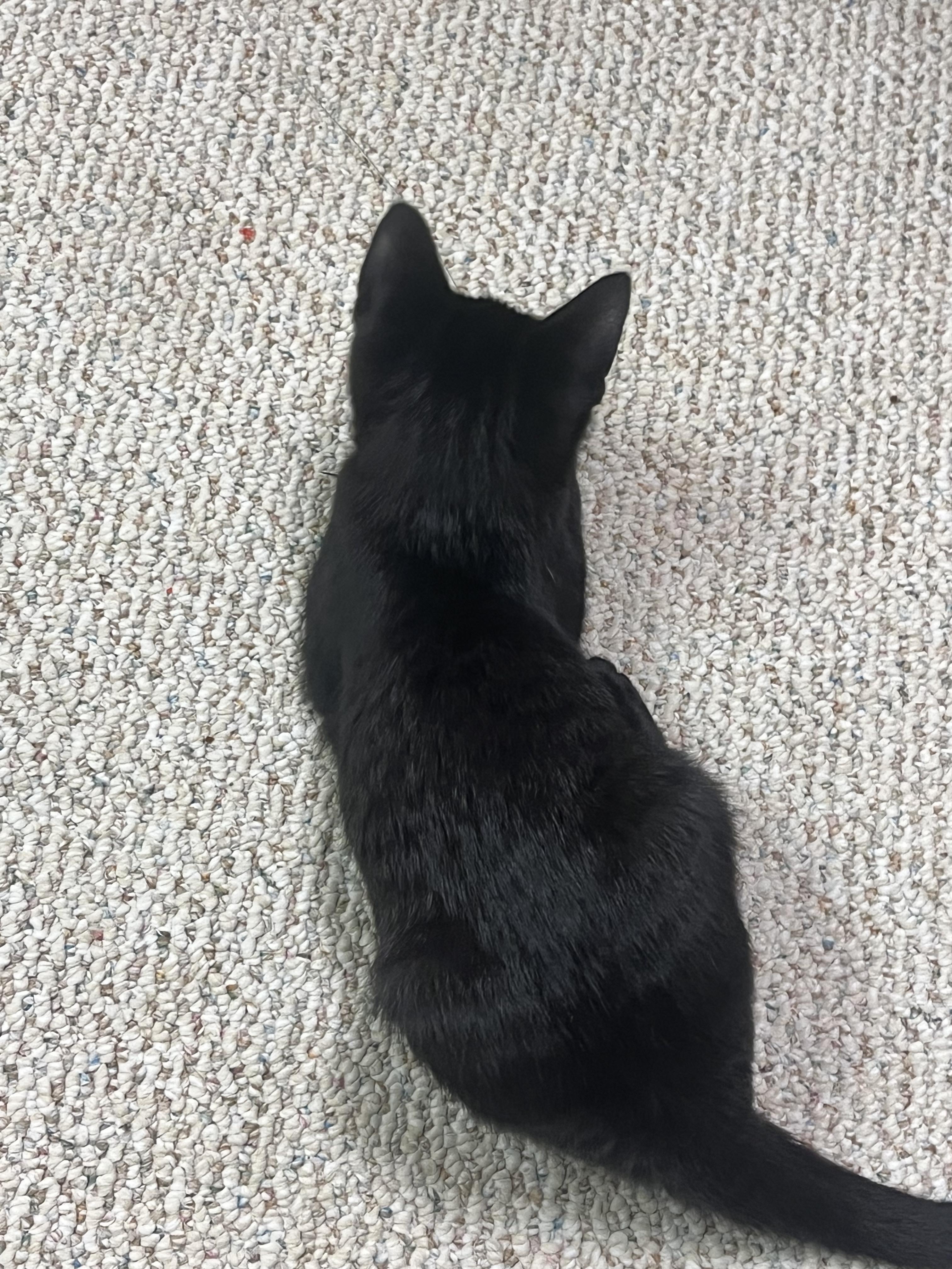 Piper, a ADOPTABLE Domestic Short Hair in Indianapolis, IN image 2/3