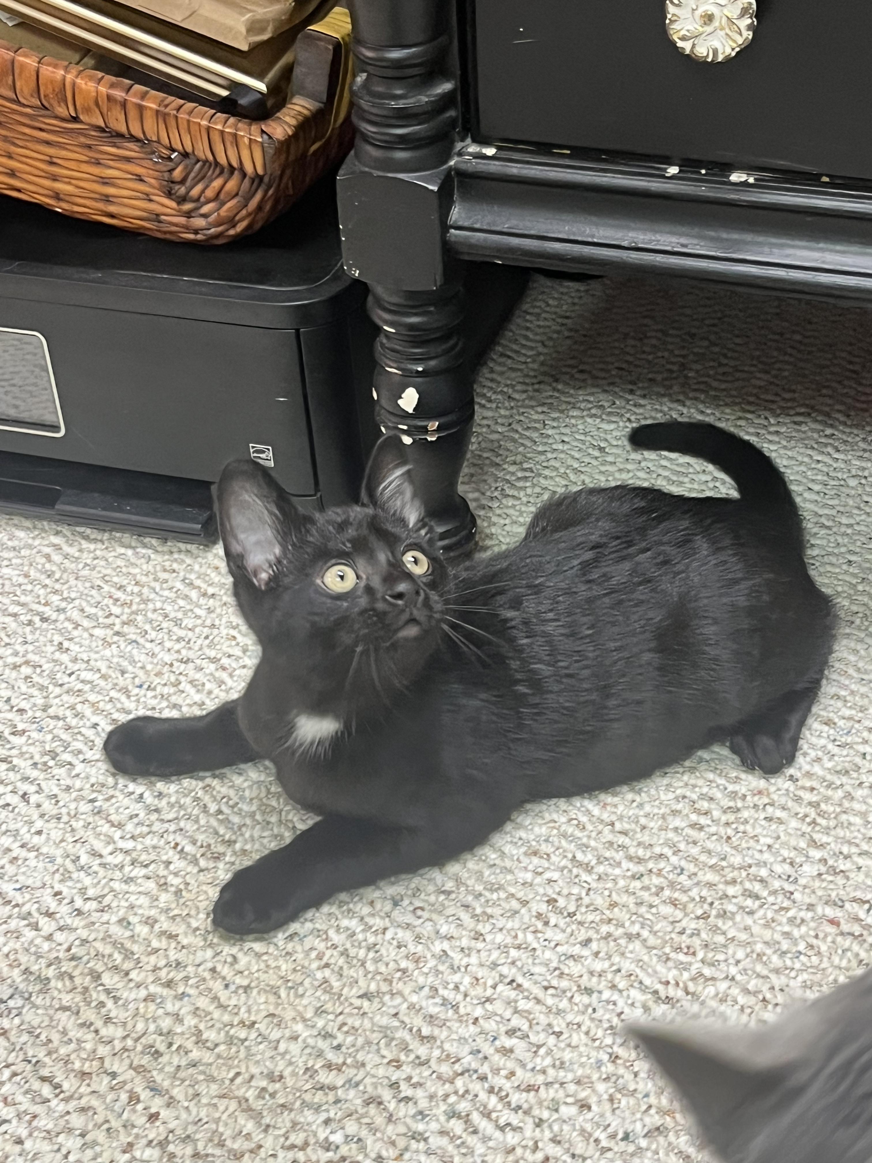 Piper, ADOPTABLE, Kitten Male Domestic Short Hair.