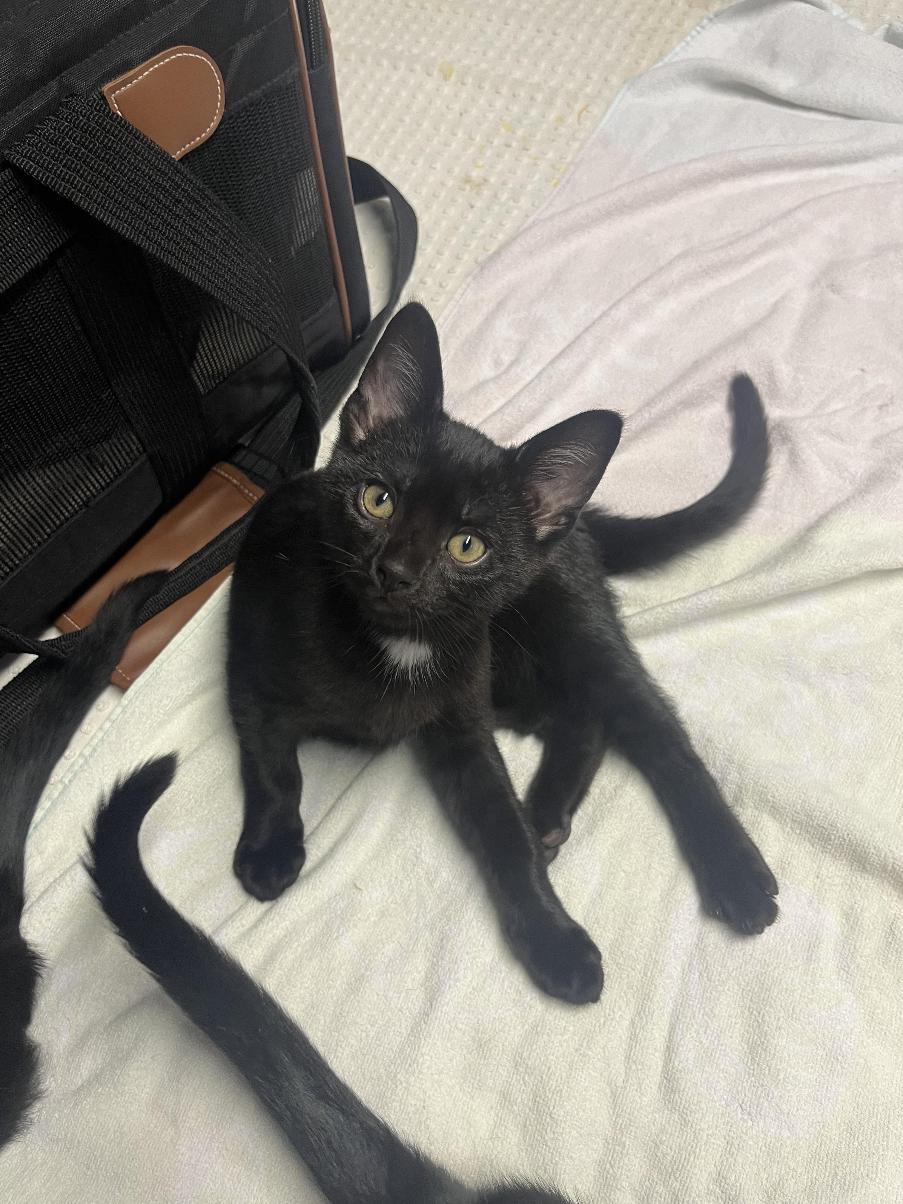 Piper, a ADOPTABLE Domestic Short Hair in Indianapolis, IN image 3/3