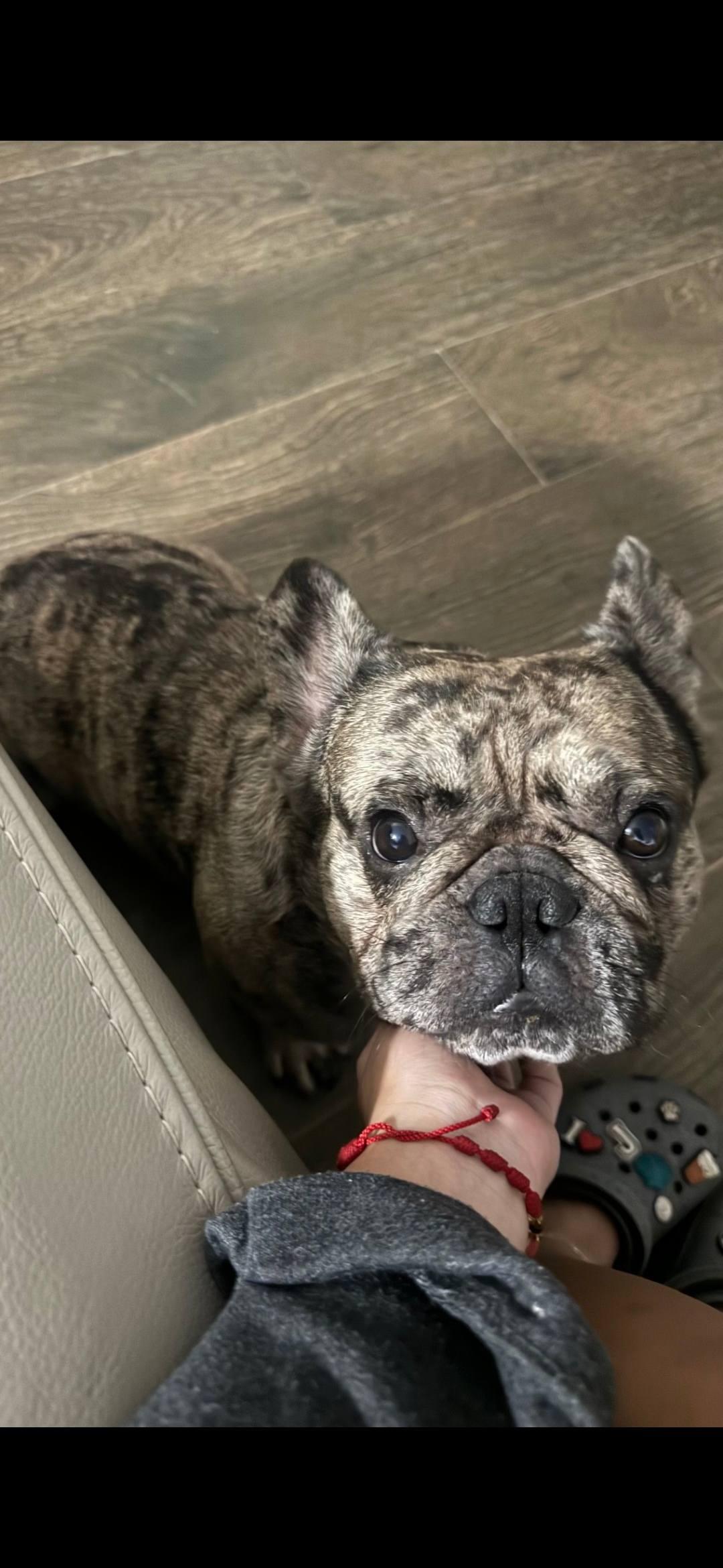 Hercules, Adopted, Young Male French Bulldog.