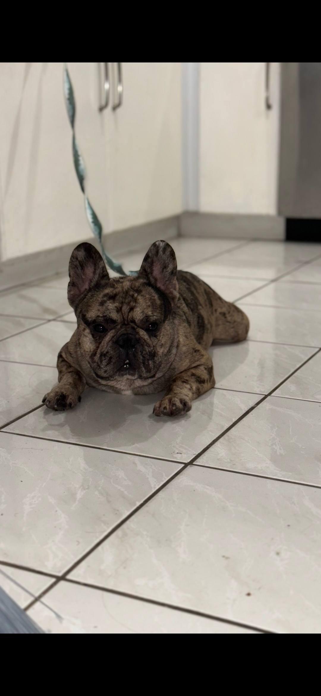 Enlarge Hercules, a Adopted French Bulldog in Miami, FL image 2/4
