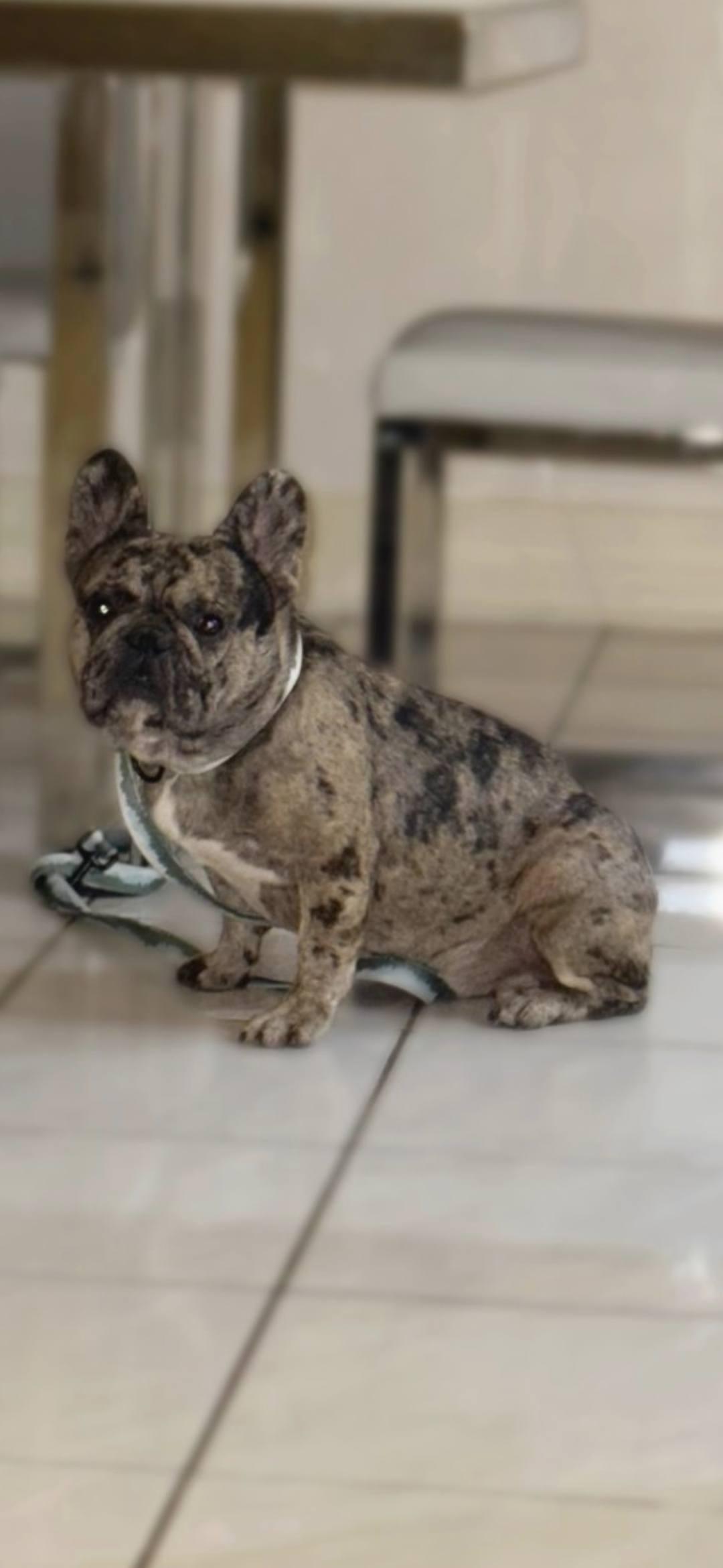 Enlarge Hercules, a Adopted French Bulldog in Miami, FL image 3/4